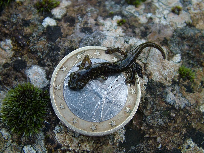 Hydromantes imperialis